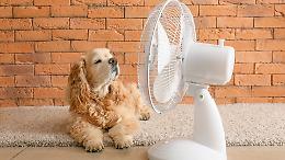 Canavese rovente ma dal cuore grande: donati ventilatori per aiutare i cani anziani del canile