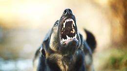 Uomo azzannato in casa dai suoi tre cani