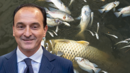 Alberto Cirio vuole "ammazzare" tutti i pesci nei fiumi?