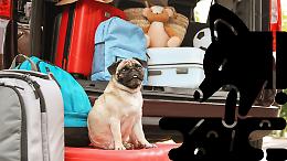 Mal d’auto nei cani, estate da incubo per migliaia di famiglie