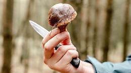 Alberi e funghi in pericolo: SOS alla Città Metropolitana di Torino