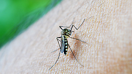 Zanzare infette nel Torinese: West Nile Virus a San Mauro e Caselle. Ecco come difendersi