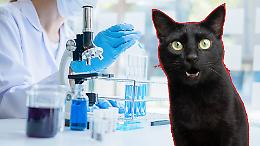 Un gatto nero scienziato scopre un nuovo virus: la seconda impresa di Pepper