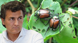 Popillia japonica, il flagello delle vigne canavesane: raccolti distrutti, enoturismo a rischio