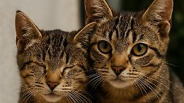 Due fratellini inseparabili cercano casa: uno è cieco, l’altro gli fa da guida