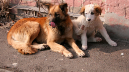 Ivrea e altri 12 Comuni piemontesi uniti per il possesso responsabile dei cani: piccoli fondi, grandi obiettivi