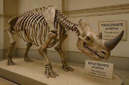 Rinoceronte di 21 milioni di anni riscrive l'evoluzione: scoperta rivoluzionaria a Torino