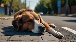 Chiusa l’area cani del Parco Paradiso: trovati bocconi con chiod