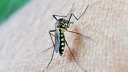 West Nile torna a colpire in Italia: 10 casi, un decesso e una stagione ad alto rischio