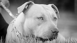 Donna azzannata da un pitbull, l’animale muore durante il tentativo di fermarlo