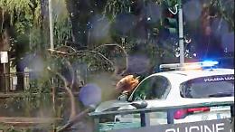 Bomba d’acqua su Chivasso: albero crolla in strada (VIDEO)