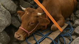 Mucca intrappolata tra i sassi nella Valle di Viù: salvata a mani nude dai vigili del fuoco