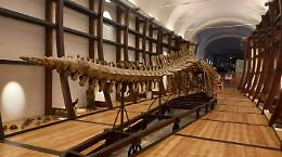 Un agosto tra balene, fossili e dinosauri: il Museo delle Scienze di Torino apre gratis per tutti