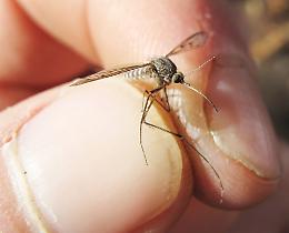 West Nile, il virus avanza: sette morti in Italia. Allerta in 31 province. Pericolo uova di zanzara