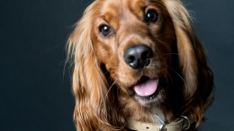 Cane cocker aggredito in spiaggia da un pitbull, ferita anche la padrona: parla il consigliere Contarino

