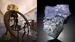 Un agosto gratuito per (ri)scoprire il Museo Regionale di Scienze Naturali