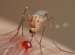 Virus West Nile in Italia: ecco chi sono le 9 vittime. 10mila le infezioni stimate