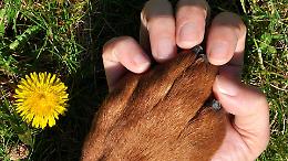 Ciriè, prima città in Piemonte a permettere la sepoltura con i propri animali
