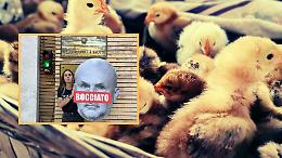 Strage dei pulcini: Schillaci sotto accusa. Animal Equality scende in piazza per chiedere giustizia