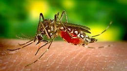 Primo caso di West Nile nel Torinese: 80enne ricoverato a Moncalieri