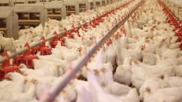 300 mila galline chiuse in capannone ad Arborio: scatta la diffida. “È un lager industriale nel cuore delle risaie”