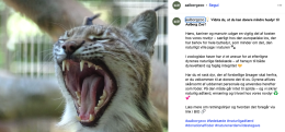 Proposta shock dello zoo: "Dateci i vostri animali domestici vivi, sfameranno i nostri predatori"