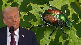 Trump e il coleottero giapponese mettono in ginocchio la produzione di Erbaluce: "Danni per 16 milioni di euro!"