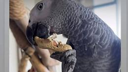 Canavese, scomparso il pappagallo parlante Zazu: l’appello virale su Pet Alert
