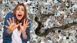 Allarme vipere a Borgaro: trovato un serpente sul pianerottolo al primo piano!