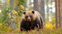 Orso in Piemonte: notte di paura in Valgrande per due escursionisti