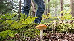 Dramma in montagna: va a funghi e muore