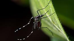West Nile, boom di casi e almeno 20 morti: ecco dove si registrano i nuovi contagi