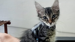  Fruttolo, il gattino che conquista tutti: cerca casa e amore