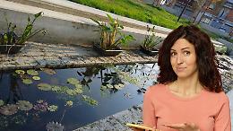 Piante “a secco” nel giardino acquatico di Borgaro: scoppia la polemica