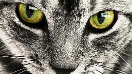 Partito in vacanza senza dire nulla: il vicino pensa al peggio, ma era "solo" la lettiera del gatto