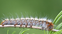 I bruchi invadono Leini ma l’allarme della Processionaria è infondato