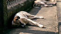 Torino, è emergenza cani abbandonati: canili pieni e adozioni in calo