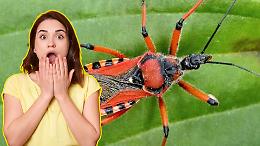 Cimice assassina, l’alleato che divide: predatore utile, ma se ti morde sono dolori