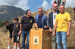 Il ritorno del gigante: l’avvoltoio monaco torna a volare sulle Alpi piemontesi
