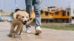 A Tavagnasco scatta la stretta: multe fino a 500 euro ai padroni maleducati di cani