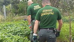 Vuoi diventare guardia zoofila OIPA? In Piemonte e Valle d’Aosta sono aperte le iscrizioni gratuite