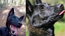 Eutanasia per troppe coccole? Il caso assurdo di Smoke, il cane condannato a morte senza prove mediche