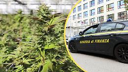 Cannabis in giardino ad Ala di Stura: arrestata una donna di 55 anni con serra, droga già confezionata e denaro contante