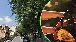 Chivasso, Via Orti cambia volto: sei olmi malati abbattuti