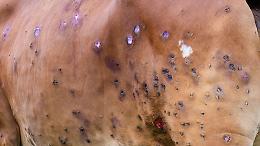 Allarme dermatite nodulare, Regione Piemonte corre ai ripari con il rientro anticipato degli allevatori