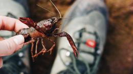 Gambero killer nei laghi dell’Eporediese: l’invasione che minaccia l’equilibrio dei “cinque laghi”