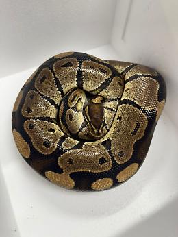 Pitone reale ritrovato lungo il Po: il serpente era disidratato e debilitato