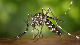 Nuovi casi di West Nile in Piemonte: ricovero ad Alessandria e guarigione a Biella