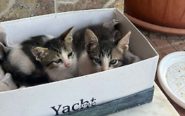 Due cuccioli, un solo cuore: Dora e Bianca cercano casa
