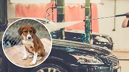 Biella, cane lavato con la lancia di un autolavaggio: dagli animalisti parte la denuncia per maltrattamento